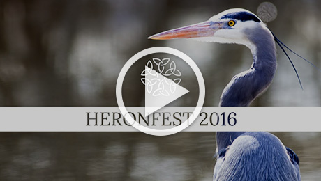 HeronFest 2016
